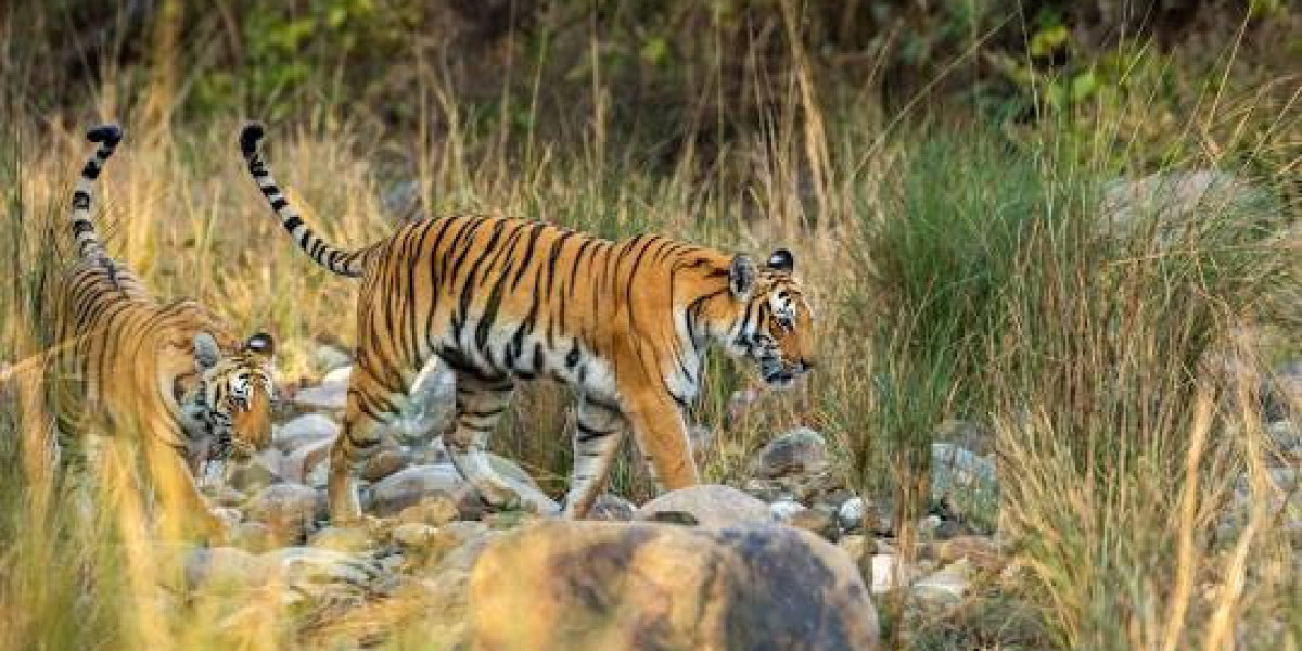 Jim Corbett National Park